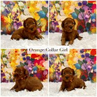 Cockapoo - Both