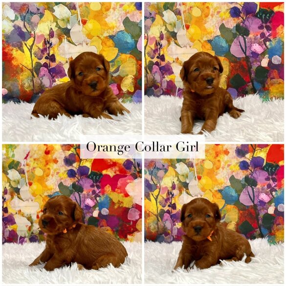 Cockapoo - Both