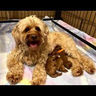 Cockapoo - Both