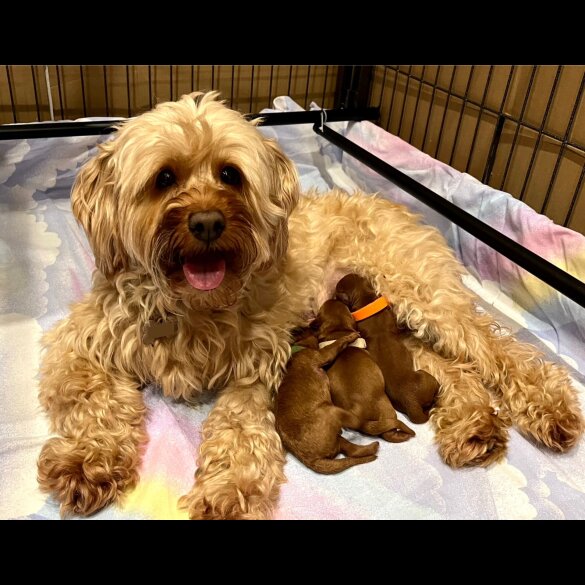 Cockapoo - Both