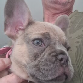 French Bulldog - Bitches