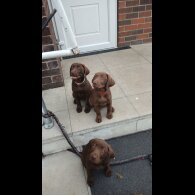 Labrador Retriever - Both