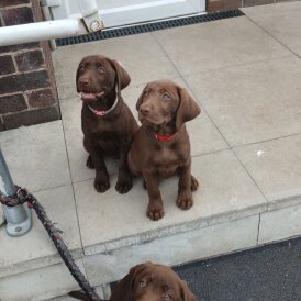 Labrador Retriever - Both