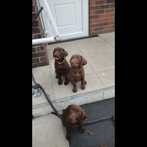 Labrador Retriever - Both