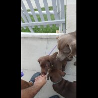 Labrador Retriever - Both