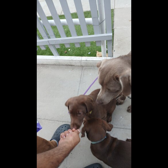 Labrador Retriever - Both