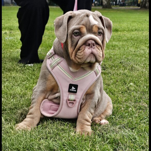 English Bulldog - Bitches