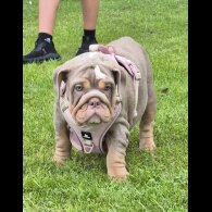 English Bulldog - Bitches
