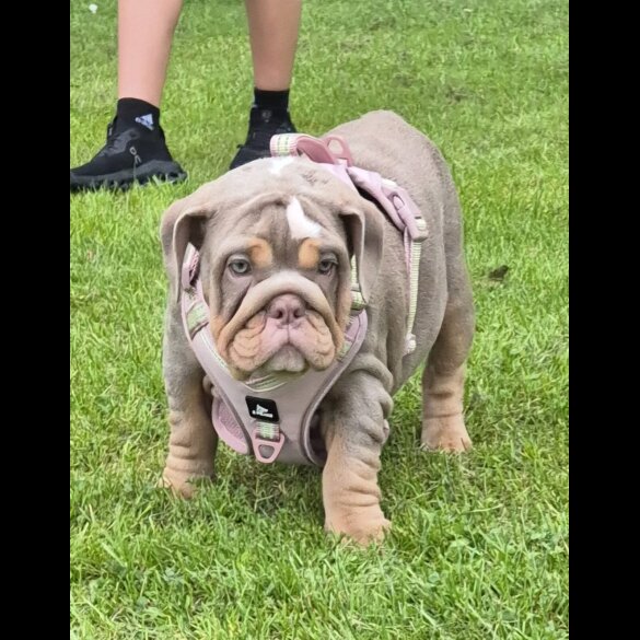 English Bulldog - Bitches