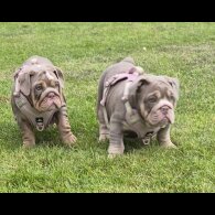 English Bulldog - Bitches
