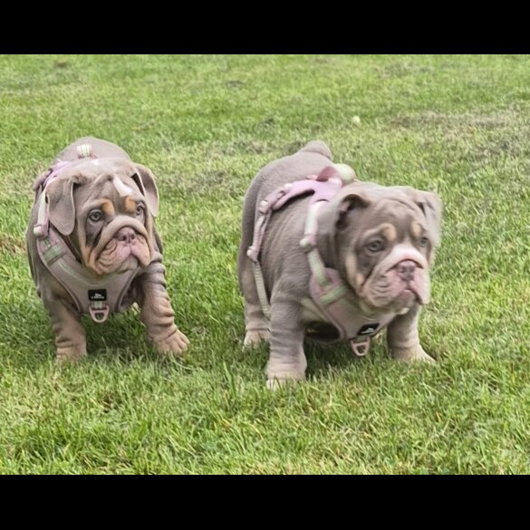 English Bulldog - Bitches