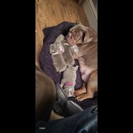 English Bulldog - Bitches