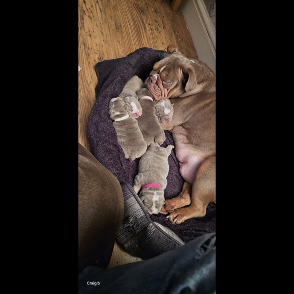 English Bulldog - Bitches