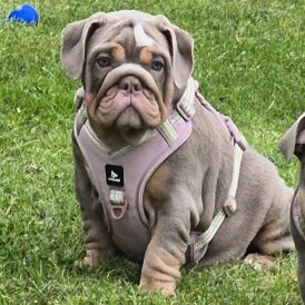 English Bulldog - Bitches