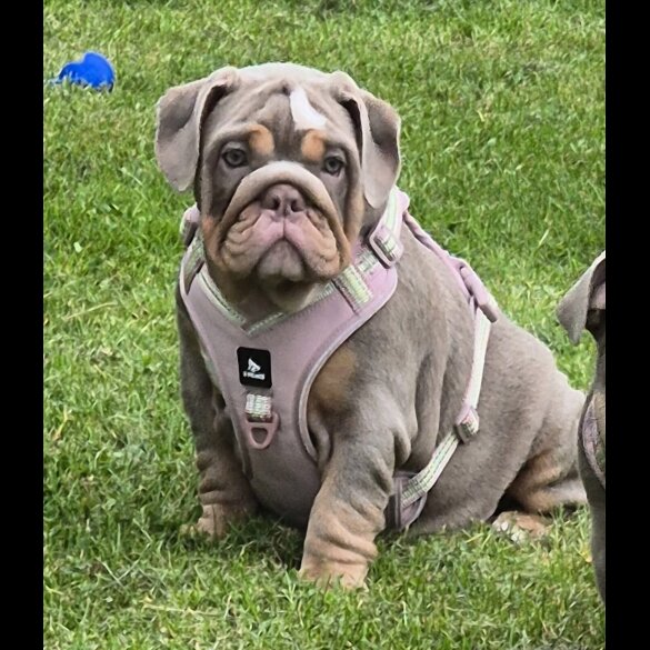 English Bulldog - Bitches
