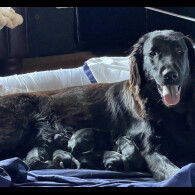 Flat Coated Retriever - Dogs