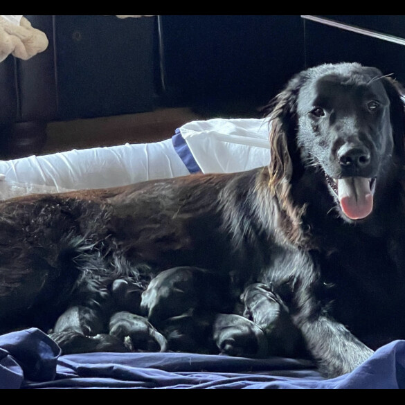 Flat Coated Retriever - Dogs