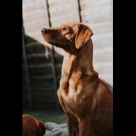 Labrador Retriever - Both