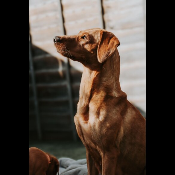 Labrador Retriever - Both