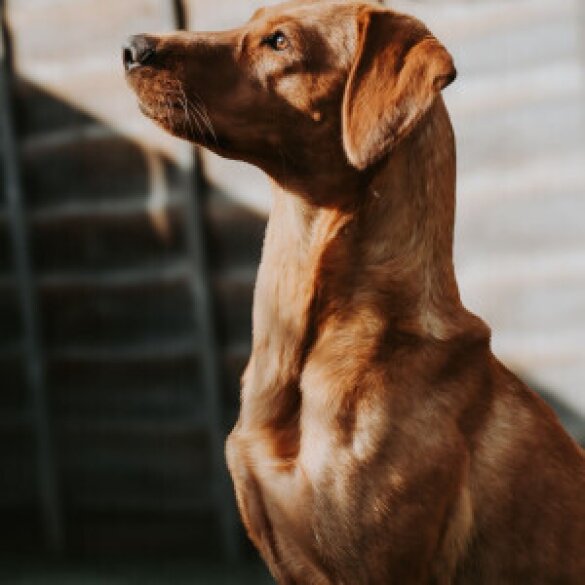 Labrador Retriever - Both