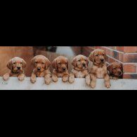 Labrador Retriever - Both
