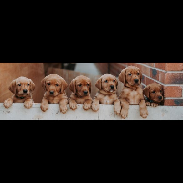 Labrador Retriever - Both