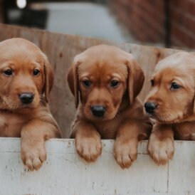 Labrador Retriever - Both