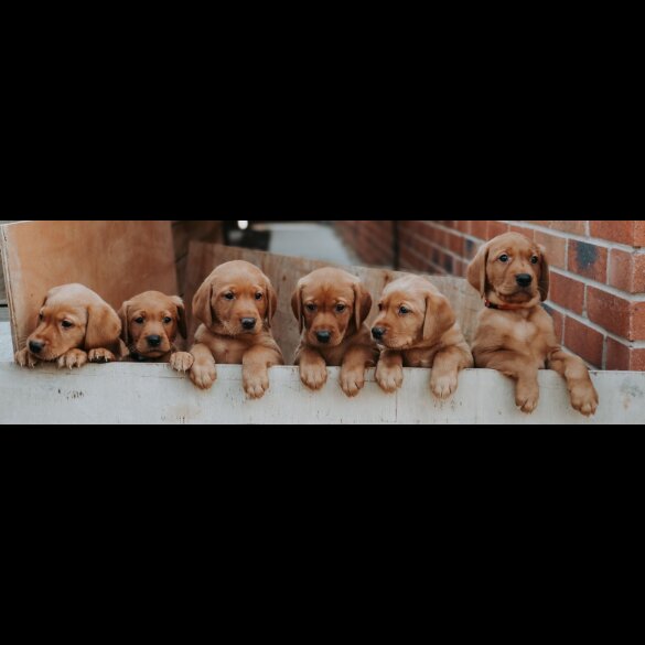 Labrador Retriever - Both