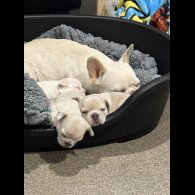 French Bulldog - Dogs