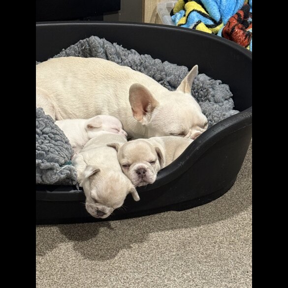 French Bulldog - Dogs