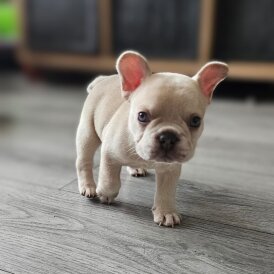 French Bulldog - Dogs