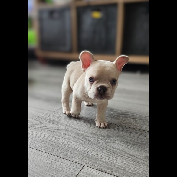 French Bulldog - Dogs
