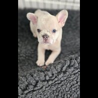 French Bulldog - Dogs