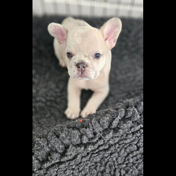 French Bulldog - Dogs