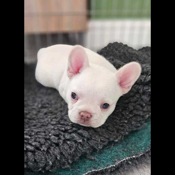 French Bulldog - Dogs