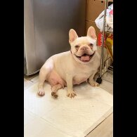 French Bulldog - Both