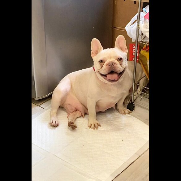 French Bulldog - Both