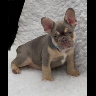 French Bulldog - Both