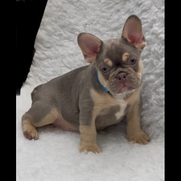 French Bulldog - Both
