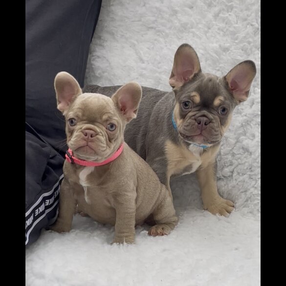 French Bulldog - Both