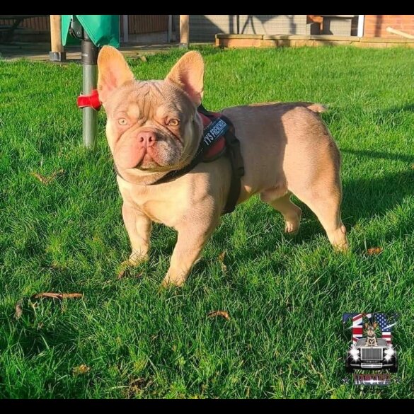 French Bulldog - Both