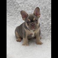 French Bulldog - Both