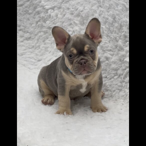 French Bulldog - Both