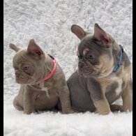 French Bulldog - Both
