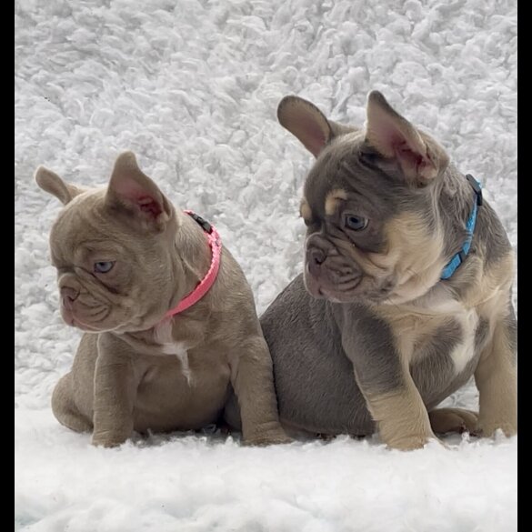 French Bulldog - Both