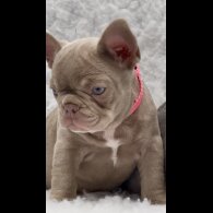 French Bulldog - Both