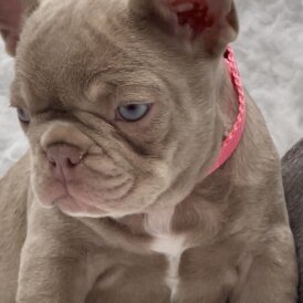 French Bulldog - Both