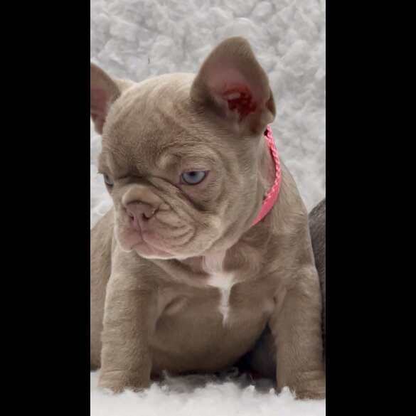 French Bulldog - Both