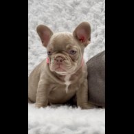 French Bulldog - Both