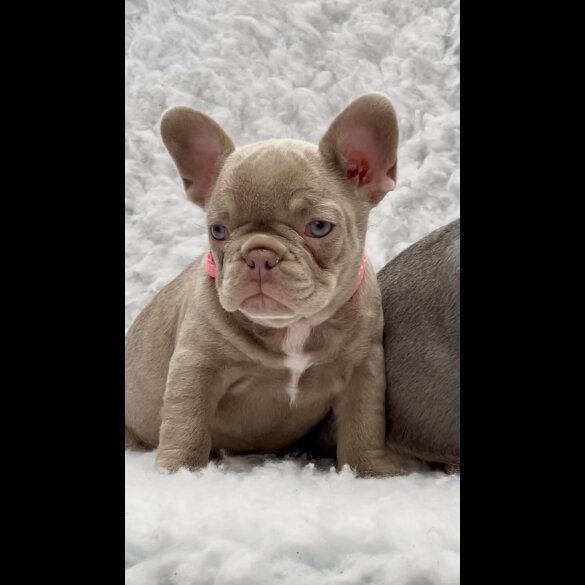 French Bulldog - Both